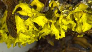  ( - CCDB-39406-B01)  @11 [ ] CreativeCommons - Attribution Non-Commercial Share-Alike (2025) Canadian Museum of Nature Canadian Museum of Nature