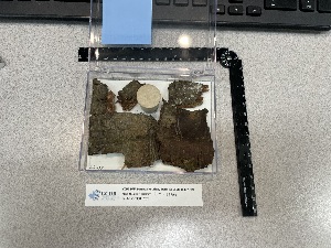  ( - CCDB-39407-F09)  @11 [ ] CreativeCommons - Attribution Non-Commercial Share-Alike (2025) Canadian Museum of Nature Canadian Museum of Nature