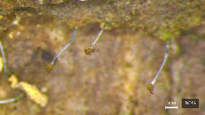  ( - CCDB-39407-F09)  @11 [ ] CreativeCommons - Attribution Non-Commercial Share-Alike (2025) Canadian Museum of Nature Canadian Museum of Nature