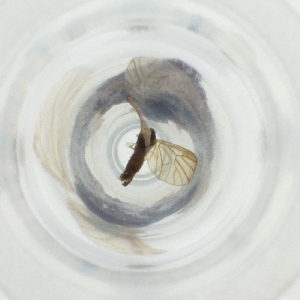  ( - MOZZ00000903A_D3)  @11 [ ] by  Genome Research Ltd as Wellcome Sanger Institute Genome Research Limited operating as Wellcome Sanger Institute