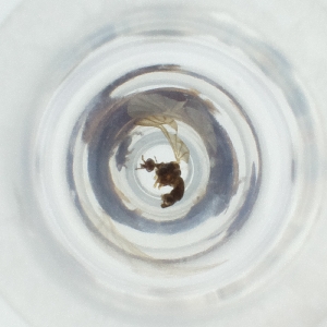  ( - MOZZ00000904A_G10)  @11 [ ] by  Genome Research Ltd as Wellcome Sanger Institute Genome Research Limited operating as Wellcome Sanger Institute