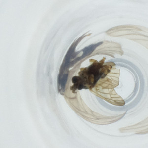  ( - MOZZ00000956A_E11)  @11 [ ] by (2023) Wellcome Sanger Institute (Genome Research Limited) Wellcome Sanger Institute (Genome Research Limited)