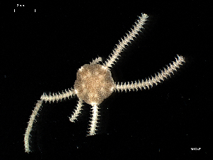  ( - MT08221)  @12 [ ] CreativeCommons - Attribution Non-Commercial Share-Alike (2012) Silke Laakmann German Center for Marine Biodiversity Research, Senckenberg am Meer