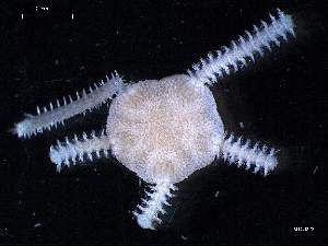  ( - MT08223)  @12 [ ] CreativeCommons - Attribution Non-Commercial Share-Alike (2012) Silke Laakmann German Center for Marine Biodiversity Research, Senckenberg am Meer