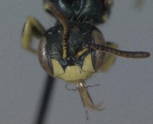  ( - Bee5-2)  @11 [ ] Copyright (2010) Unspecified Unspecified