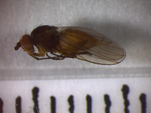  (Heteromyza rotundicornis - SMTP083)  @12 [ ] CreativeCommons - Attribution Non-Commercial Share-Alike (2015) Unspecified University of Oslo