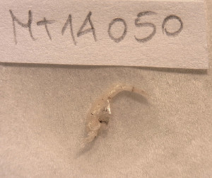  (Gastrosaccus spinifer - MT14050)  @11 [ ] Unspecified (default): All Rights Reserved (2018) Pedro Martinez DZMB, Senckenberg am Meer