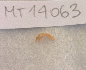  ( - MT14063)  @11 [ ] Unspecified (default): All Rights Reserved (2018) Pedro Martinez DZMB, Senckenberg am Meer