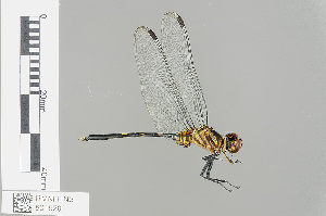  (Orthetrum agaricum - RMNH.INS.501520)  @15 [ ] CreativeCommons - Attribution Non-Commercial Share-Alike (2013) Unspecified Naturalis Biodiversity Center