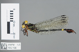  (Paragomphus machadoi - RMNH.INS.502136)  @14 [ ] CreativeCommons - Attribution Non-Commercial Share-Alike (2013) Unspecified Naturalis Biodiversity Center