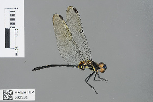  (Trithemis apicalis - RMNH.INS.502335)  @14 [ ] CreativeCommons - Attribution Non-Commercial Share-Alike (2013) Unspecified Naturalis Biodiversity Center