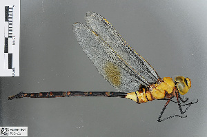  (Anax tristis - RMNH.INS.502406)  @13 [ ] CreativeCommons - Attribution Non-Commercial Share-Alike (2013) Unspecified Naturalis Biodiversity Center