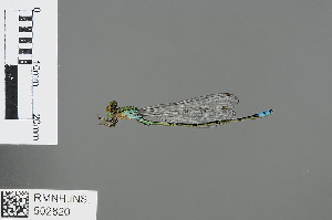  (Pseudagrion tanganyicum - RMNH.INS.502820)  @14 [ ] CreativeCommons - Attribution Non-Commercial Share-Alike (2013) Unspecified Naturalis Biodiversity Center