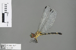  (Neodythemis katanga - RMNH.INS.505459)  @13 [ ] CreativeCommons - Attribution Non-Commercial Share-Alike (2013) Unspecified Naturalis Biodiversity Center