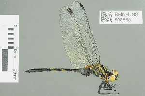  (Orthetrum saegeri - RMNH.INS.508868)  @15 [ ] CreativeCommons - Attribution Non-Commercial Share-Alike (2013) Unspecified Naturalis Biodiversity Center