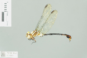  (Paragomphus dispar - RMNH.INS.554511)  @14 [ ] CreativeCommons - Attribution Non-Commercial Share-Alike (2013) Unspecified Naturalis Biodiversity Center