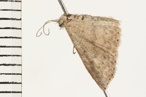  ( - 07-NSWBB-1073)  @12 [ ] CreativeCommons - Attribution (2008) CBG Photography Group Centre for Biodiversity Genomics