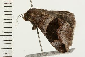  ( - 07-NSWBB-1192)  @13 [ ] CreativeCommons - Attribution (2008) CBG Photography Group Centre for Biodiversity Genomics