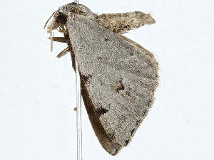  ( - BIOUG98717-G07)  @11 [ ] CreativeCommons - Attribution (2023) CBG Photography Group Centre for Biodiversity Genomics