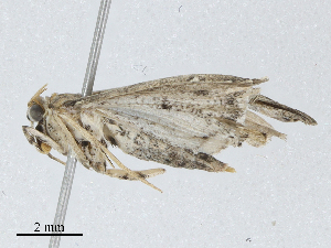  ( - CBG-A04547-F10)  @11 [ ] CreativeCommons - Attribution (2023) CBG Photography Group Centre for Biodiversity Genomics