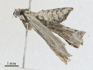  ( - CBG-A04547-G04)  @11 [ ] CreativeCommons - Attribution (2023) CBG Photography Group Centre for Biodiversity Genomics