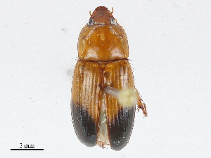  ( - CBG-A04548-G08)  @11 [ ] CreativeCommons - Attribution (2023) CBG Photography Group Centre for Biodiversity Genomics