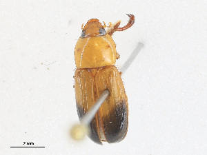  ( - CBG-A27586-C05)  @11 [ ] CreativeCommons - Attribution Share-Alike (2024) CBG Photography Group Centre for Biodiversity Genomics