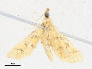  ( - CBG-A28398-C09)  @11 [ ] CreativeCommons - Attribution Share-Alike (2024) CBG Photography Group Centre for Biodiversity Genomics