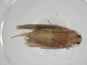  ( - CBG-A26312-D05)  @11 [ ] CreativeCommons - Attribution Share - Alike (2024) Centre for Biodiversity Genomics Centre for Biodiversity Genomics