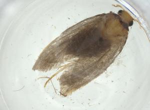  ( - CBG-A26314-H09)  @11 [ ] CreativeCommons - Attribution Share - Alike (2024) Centre for Biodiversity Genomics Centre for Biodiversity Genomics