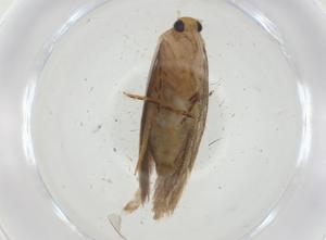  ( - CBG-A26316-B03)  @11 [ ] CreativeCommons - Attribution Share - Alike (2024) Centre for Biodiversity Genomics Centre for Biodiversity Genomics