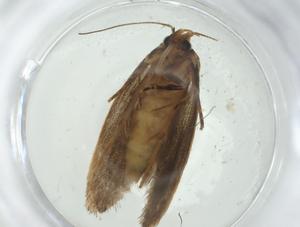  ( - CBG-A26323-A01)  @11 [ ] CreativeCommons - Attribution Share - Alike (2024) Centre for Biodiversity Genomics Centre for Biodiversity Genomics