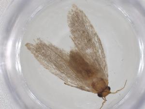  ( - CBG-A27053-E10)  @11 [ ] CreativeCommons - Attribution Share - Alike (2024) Centre for Biodiversity Genomics Centre for Biodiversity Genomics