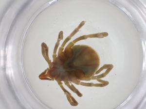  (Ixodes trichosuri - CBG-A27053-H03)  @11 [ ] CreativeCommons - Attribution Share - Alike (2024) Centre for Biodiversity Genomics Centre for Biodiversity Genomics