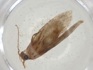  ( - CBG-A27067-G03)  @11 [ ] CreativeCommons - Attribution Share - Alike (2024) Centre for Biodiversity Genomics Centre for Biodiversity Genomics