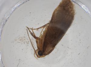  ( - CBG-A27068-C08)  @11 [ ] CreativeCommons - Attribution Share - Alike (2024) Centre for Biodiversity Genomics Centre for Biodiversity Genomics