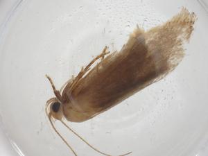  ( - CBG-A27068-D01)  @11 [ ] CreativeCommons - Attribution Share - Alike (2024) Centre for Biodiversity Genomics Centre for Biodiversity Genomics