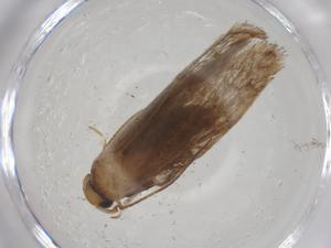  ( - CBG-A27068-G10)  @11 [ ] CreativeCommons - Attribution Share - Alike (2024) Centre for Biodiversity Genomics Centre for Biodiversity Genomics