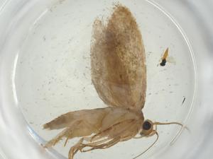  ( - CBG-A27070-A02)  @11 [ ] CreativeCommons - Attribution Share - Alike (2024) Centre for Biodiversity Genomics Centre for Biodiversity Genomics