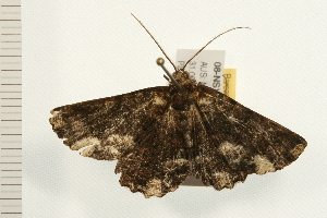  ( - 08-NSWHH-0438)  @13 [ ] CreativeCommons - Attribution (2009) CBG Photography Group Centre for Biodiversity Genomics