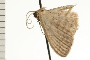  ( - 08-NSWHH-0748)  @12 [ ] CreativeCommons - Attribution (2009) CBG Photography Group Centre for Biodiversity Genomics