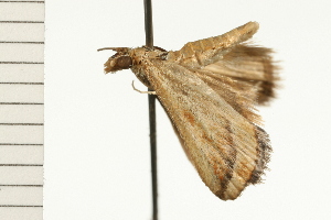  ( - 08-NSWHH-0914)  @12 [ ] CreativeCommons - Attribution (2009) CBG Photography Group Centre for Biodiversity Genomics