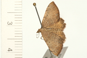  ( - 08-NSWHH-0100)  @12 [ ] CreativeCommons - Attribution (2009) CBG Photography Group Centre for Biodiversity Genomics