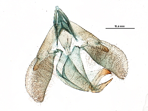  ( - 08-NSWHH-1048)  @11 [ ] CreativeCommons - Attribution (2018) CBG Photography Group Centre for Biodiversity Genomics