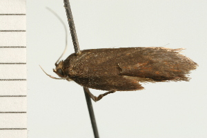  ( - 08-NSWHH-1125)  @12 [ ] CreativeCommons - Attribution (2009) CBG Photography Group Centre for Biodiversity Genomics