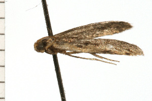  ( - 08-NSWHH-1272)  @12 [ ] CreativeCommons - Attribution (2009) CBG Photography Group Centre for Biodiversity Genomics