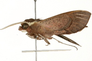  ( - 09-NSWHH-0978)  @14 [ ] CreativeCommons - Attribution (2010) CBG Photography Group Centre for Biodiversity Genomics