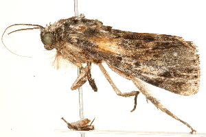  ( - 09-NSWHH-0283)  @12 [ ] CreativeCommons - Attribution (2010) CBG Photography Group Centre for Biodiversity Genomics