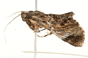  ( - 09-NSWHH-0311)  @12 [ ] CreativeCommons - Attribution (2010) CBG Photography Group Centre for Biodiversity Genomics