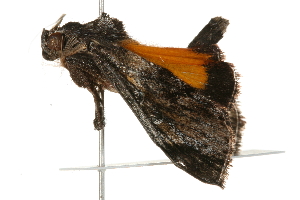  ( - 09-NSWHH-0393)  @12 [ ] CreativeCommons - Attribution (2010) CBG Photography Group Centre for Biodiversity Genomics